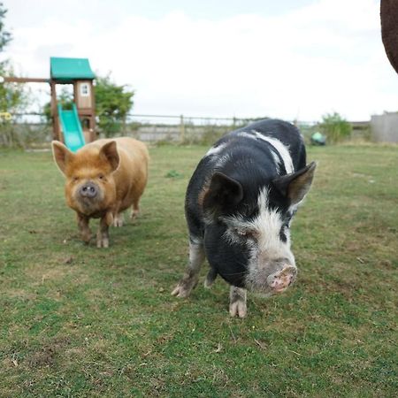 The Piggery Pod Hotel Ситингбърн Екстериор снимка