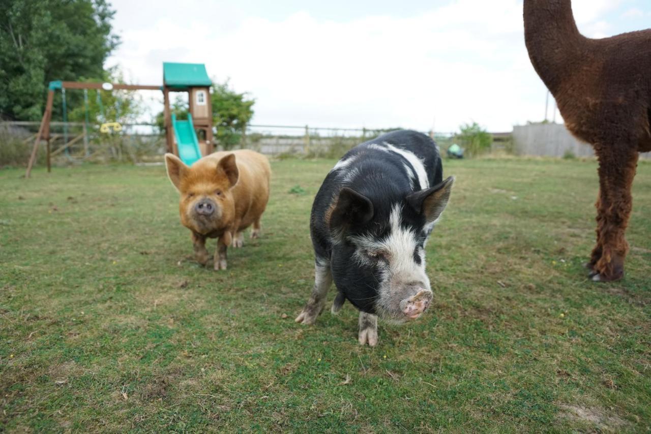 The Piggery Pod Hotel Ситингбърн Екстериор снимка